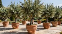 top outdoor olive planter selection