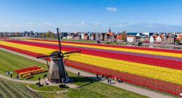 tulip viewing logistics planning