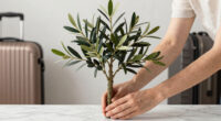 15 Best Faux Olive Trees for Mediterranean Decor in 2026