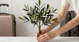 15 Best Faux Olive Trees for Mediterranean Decor in 2026