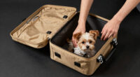 6 Best Travel Crate for Pets on International Trips in 2026