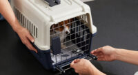 8 Best Underseat Pet Carrier for Europe Flights in 2026