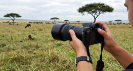 Maasai Mara Surges In Global Coverage